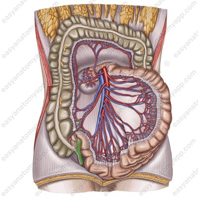 Appendicular artery (a. appendicularis)